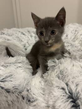 Rescue Domestic Short Hair Cats for Adoption in Charlotte, North Carolina - Laverne | PetCurious