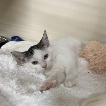 Apple Butter -  Domestic Short Hair Cat for Adoption in Oak Brook, Illinois - Apple Butter | PetCurious