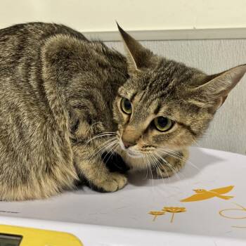 Daisie -  Domestic Short Hair Cat for Adoption in Tampa, Florida - Daisie | PetCurious