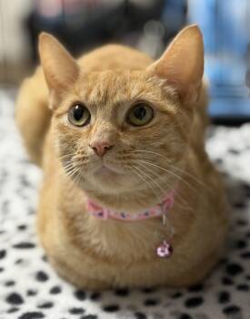 Domestic Short Hair Cats Available for Adoption in Pawleys Island, South Carolina - Stella | PetCurious