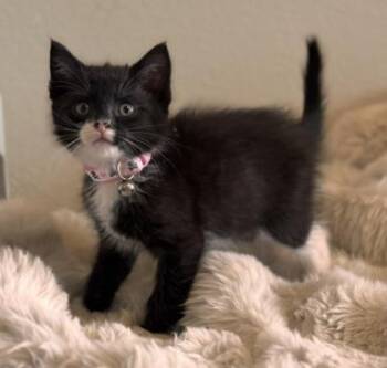 NOIR -  Domestic Short Hair Cat for Adoption in Colorado Springs, Colorado - NOIR | PetCurious
