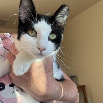 Rescue Domestic Short Hair Cats for Adoption in Sierra Vista, Arizona - Jackie | PetCurious