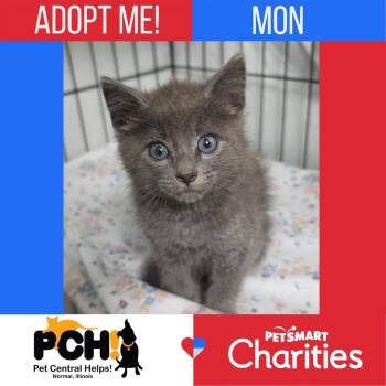 Mon -  Domestic Short Hair Cat for Adoption in Normal, Illinois - Mon | PetCurious