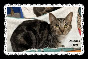 Rescue Domestic Short Hair and Tabby Cats for Adoption in Marietta, Georgia - ANEMONE | PetCurious