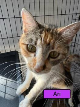 Domestic Short Hair Cats Available for Adoption - Ari | PetCurious