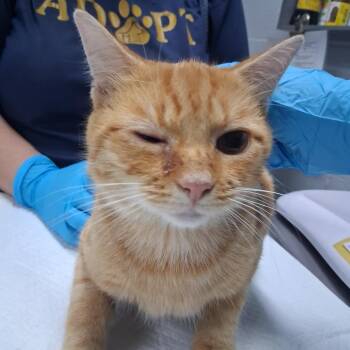 Nolan -  Domestic Short Hair Cat for Adoption in Summerville, South Carolina - Nolan | PetCurious
