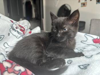Sable -  Domestic Short Hair Cat for Adoption in Sunrise, Florida - Sable | PetCurious