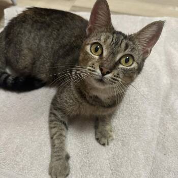 Mimi -  Domestic Short Hair Cat for Adoption in Sunrise, Florida - Mimi | PetCurious