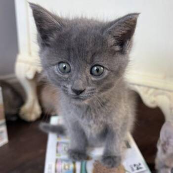 Declan -  Domestic Short Hair Cat Available for Adoption in Knoxville, Tennessee - Declan | PetCurious