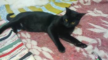 Rescue Domestic Short Hair Cats for Adoption in Brampton, Ontario - Batman | PetCurious