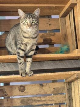 Calgary -  Domestic Short Hair Cat for Adoption in Wild Rose, Wisconsin - Calgary | PetCurious