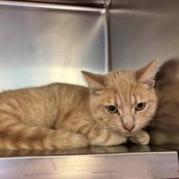 Domestic Short Hair Cats Available for Adoption in Richmond, Virginia - Crab Cake | PetCurious