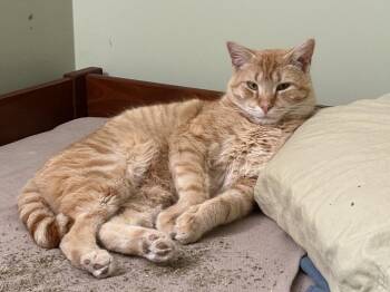 Domestic Short Hair Cats Available for Adoption - Harry | PetCurious