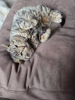 Mr. Bonkers -  Domestic Short Hair Cat for Adoption in Arthur, Ontario - Mr. Bonkers | PetCurious
