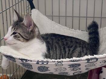 Wilbur -  Domestic Short Hair Cat for Adoption in Diamond Springs, California - Wilbur | PetCurious