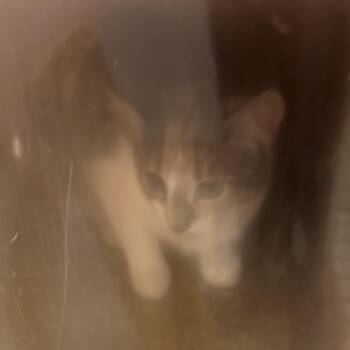 Domestic Short Hair Cats Available for Adoption in Philadelphia, Pennsylvania - Copy | PetCurious