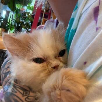 Lonnie (m) Persian 8mths -  Persian Cat for Adoption in Ottawa, Ontario - Lonnie (m) Persian 8mths | PetCurious