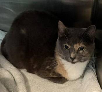 Cali Talcott -  Domestic Short Hair Cat for Adoption in Windsor, Connecticut - Cali Talcott | PetCurious