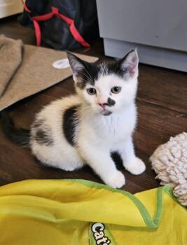 Dice -  Domestic Short Hair Cat for Adoption in Pasco, Washington - Dice | PetCurious