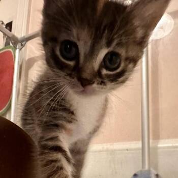 Lorna Doone -  Domestic Short Hair Cat for Adoption in Bel Air, Maryland - Lorna Doone | PetCurious