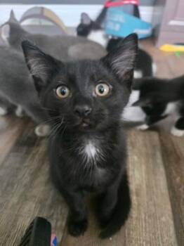 Bosch -  Domestic Short Hair Cat for Adoption in Murfreesboro, Tennessee - Bosch | PetCurious