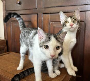 Brie & Camembert -  Domestic Short Hair Cat for Adoption in Calverton, Maryland - Brie & Camembert | PetCurious