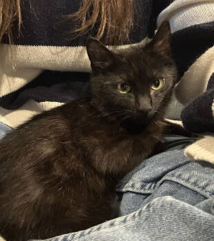 Rescue Domestic Short Hair Cats for Adoption in Rockville, Maryland - Jaziel (kitten) | PetCurious