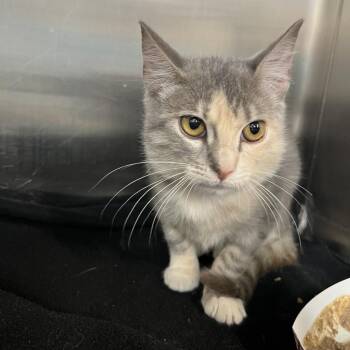 Libby -  Domestic Short Hair Cat for Adoption in Lakeland, Florida - Libby | PetCurious