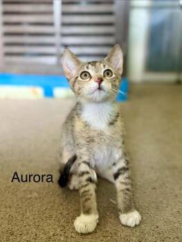 Aurora -  Domestic Short Hair Cat for Adoption in Saint Charles, Missouri - Aurora | PetCurious
