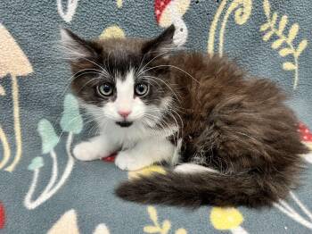 Mekayla -  Domestic Long Hair Cat for Adoption in Bear, Delaware - Mekayla | PetCurious