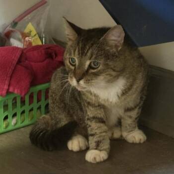 Tiger -  Domestic Short Hair Cat for Adoption in Lynchburg, Virginia - Tiger | PetCurious