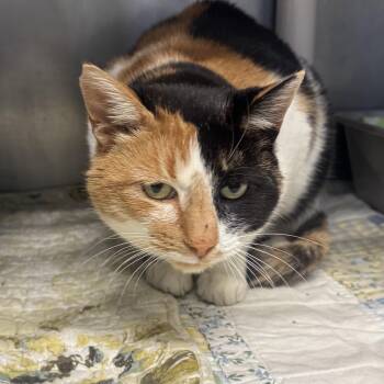 Rescue Domestic Medium Hair Cats for Adoption in Marshall, North Carolina - Whoopie Goldberg | PetCurious