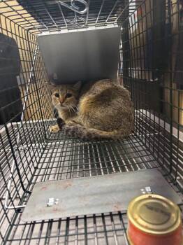 Wimzy -  Domestic Short Hair Cat for Adoption in Douglasville, Georgia - Wimzy | PetCurious