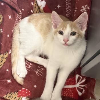 Gunnar -  Domestic Short Hair Cat for Adoption in Renton, Washington - Gunnar | PetCurious