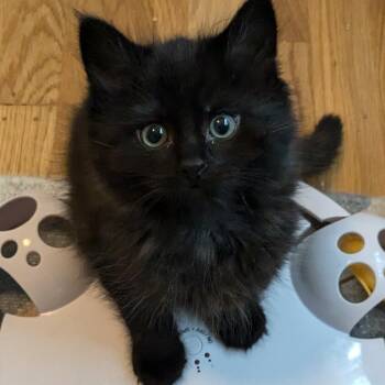 Victor -  Domestic Medium Hair Cat for Adoption in Redwood City, California - Victor | PetCurious