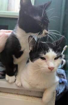 Domestic Short Hair Cats Available for Adoption - Cookie & Kreme | PetCurious
