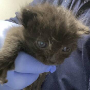 72017 -  Domestic Short Hair Cat for Adoption in Harrisonburg, Virginia - 72017 | PetCurious