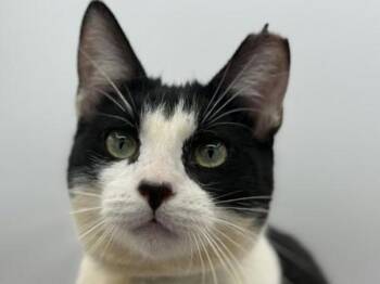 Domestic Short Hair Cats Available for Adoption in Portland, Oregon - Dot | PetCurious