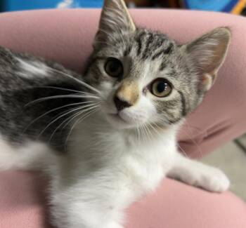 Blair - Available on 10/01/2026 -  American Shorthair Cat for Adoption in Elkins, West Virginia - Blair - Available On 10/01/2026 | PetCurious