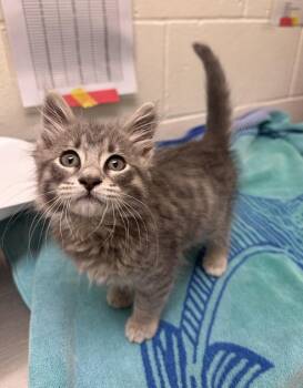 Hamish -  Domestic Medium Hair Cat for Adoption in Santa Rosa, California - Hamish | PetCurious