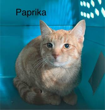 Paprika -  Tabby Cat for Adoption in Wyandotte, Michigan - Paprika | PetCurious