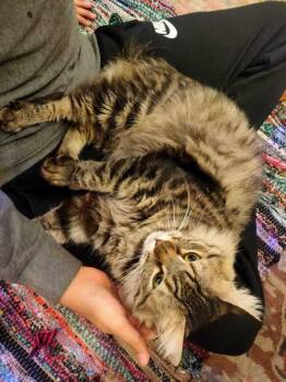 Persian Cats Available for Adoption in Wolcott, Connecticut - LiLi | PetCurious