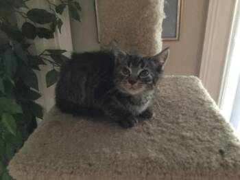 Maddie -  Tabby Cat for Adoption in Oviedo, Florida - Maddie | PetCurious