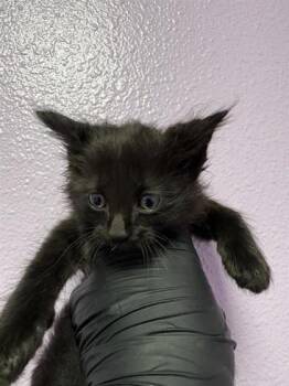 Domestic Medium Hair Cats Available for Adoption in El Paso, Texas - 60946567 | PetCurious