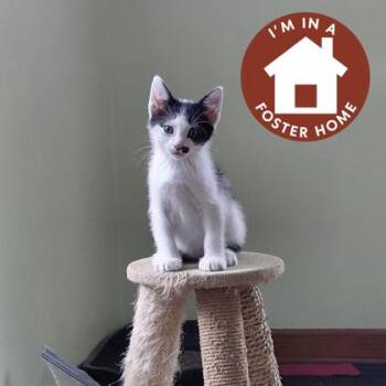 Dorothy -  Domestic Short Hair Cat for Adoption in Janesville, Wisconsin - Dorothy | PetCurious