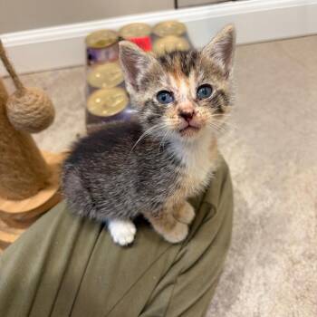 Rosalie -  Domestic Short Hair and Calico Cat for Adoption in Mastic, New York - Rosalie | PetCurious
