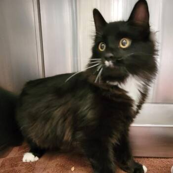 Kite -  Domestic Long Hair Cat for Adoption in Murray, Utah - Kite | PetCurious