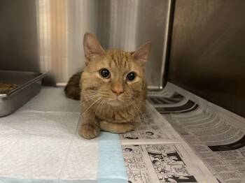 Domestic Short Hair Cats Available for Adoption in Rowlett, Texas - JERRY | PetCurious