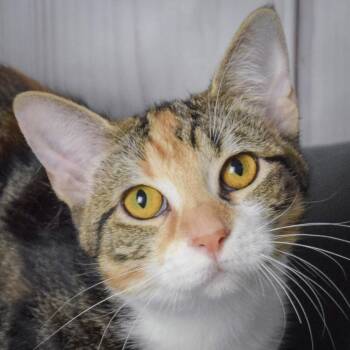 Rescue Tabby and Calico Cats for Adoption in Huntley, Illinois - Chips | PetCurious