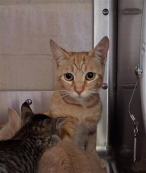 TINA -  Domestic Short Hair Cat for Adoption in Chula Vista, California - TINA | PetCurious